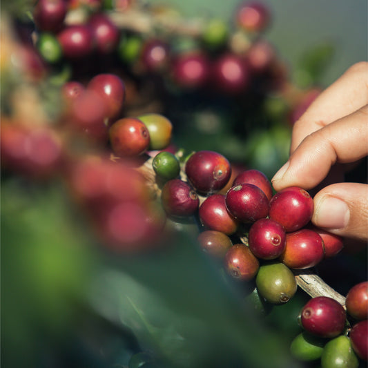 Café Ganoderma Con Aloe-Vera